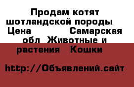 Продам котят шотландской породы. › Цена ­ 3 000 - Самарская обл. Животные и растения » Кошки   